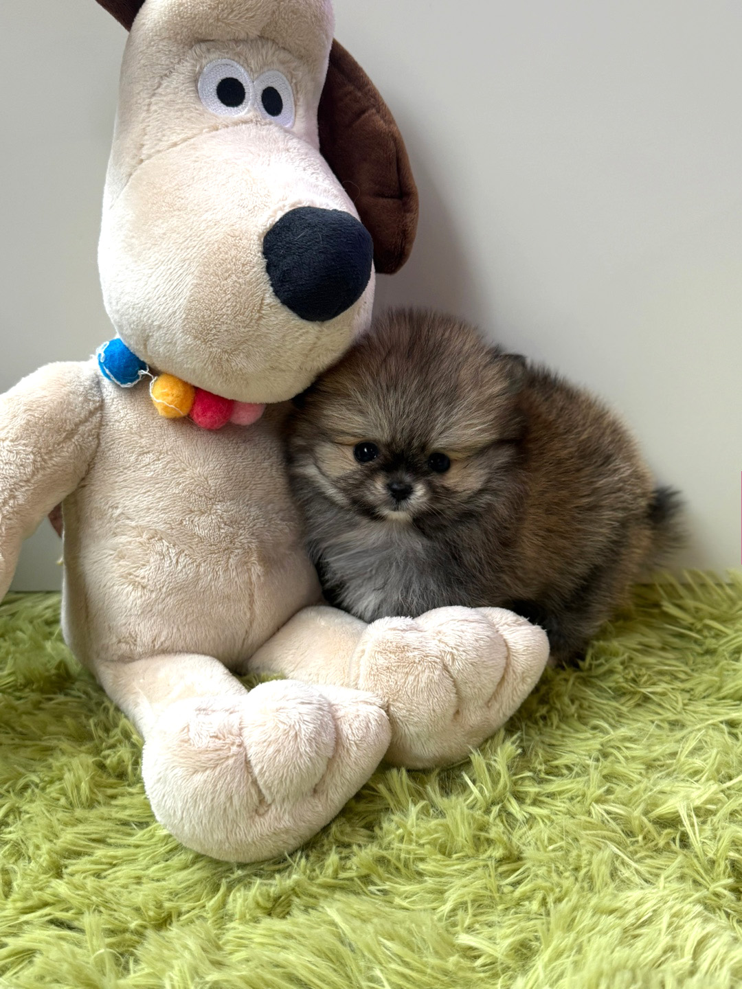 세이블 포메라니안 분양합니다